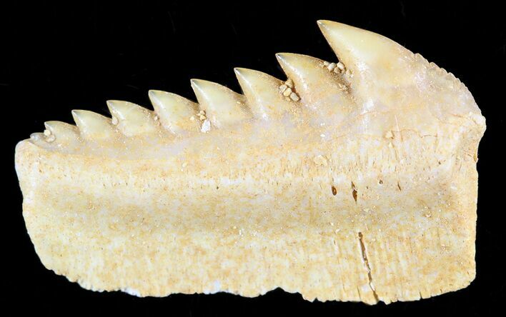 Fossil Cow Shark (Hexanchus) Tooth - Morocco #50527